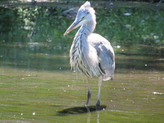 Ardea cinerea