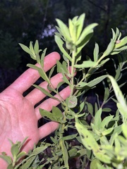 Heterotheca camporum