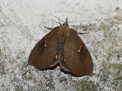 Xylophylla punctifascia