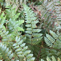 Dryopteris hendersonii