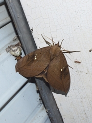 Xylophylla punctifascia