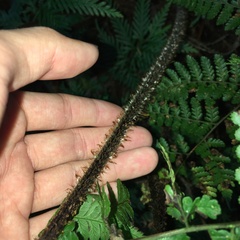 Dryopteris hendersonii