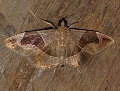 Lamprosema sinaloanensis