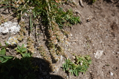 Sesamoides interrupta