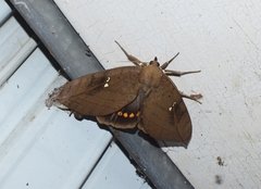 Xylophylla punctifascia