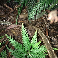 Dryopteris hendersonii