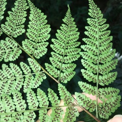 Dryopteris hendersonii