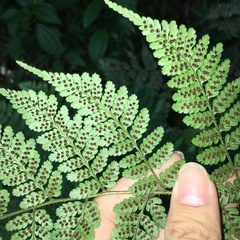 Dryopteris hendersonii