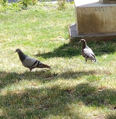 Columba livia domestica