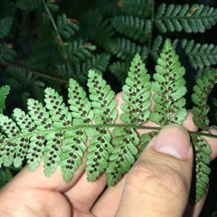 Dryopteris hendersonii
