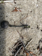 Dromogomphus