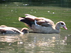 Alopochen aegyptiaca