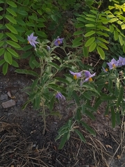 Solanum elaeagnifolium