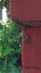 Halyomorpha halys