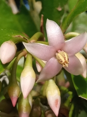 Ardisia squamulosa