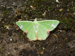 Comibaena nigromacularia