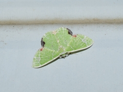 Comibaena nigromacularia
