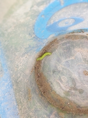 Tortrix viridana