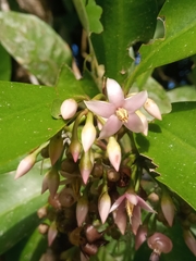 Ardisia squamulosa