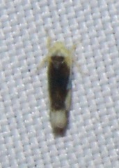Empoa scripta