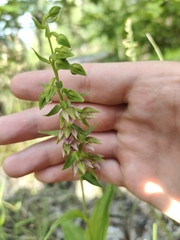 Epipactis helleborine
