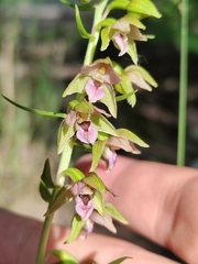 Epipactis helleborine