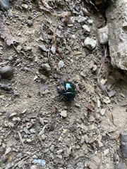 Trypocopris pyrenaeus