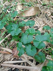 Hydrocotyle javanica