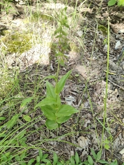 Epipactis helleborine