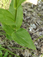 Epipactis helleborine