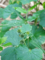 Hydrocotyle javanica