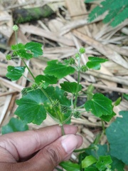 Hydrocotyle javanica