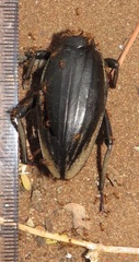 Ocnodes