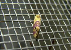 Diceratura ostrinana