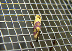 Diceratura ostrinana