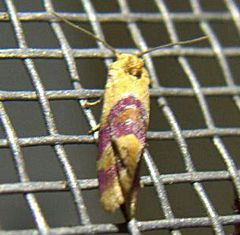 Diceratura ostrinana