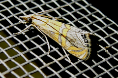 Euchromius bella