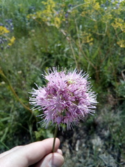 Allium lineare