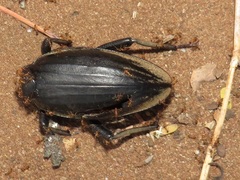 Ocnodes