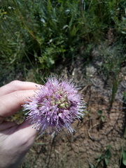 Allium lineare