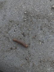 Litoprosopus coachella