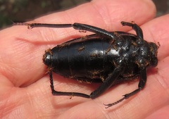 Ocnodes