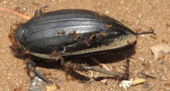 Ocnodes