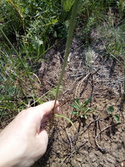 Allium lineare