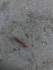 Litoprosopus coachella