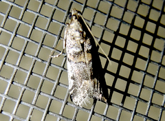 Acrobasis dulcella