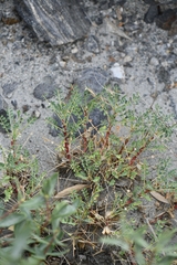 Astragalus psilocentros