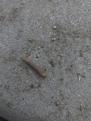 Litoprosopus coachella