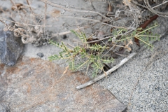 Astragalus psilocentros