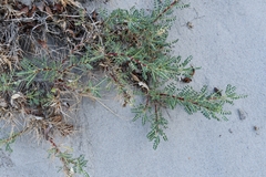 Astragalus psilocentros